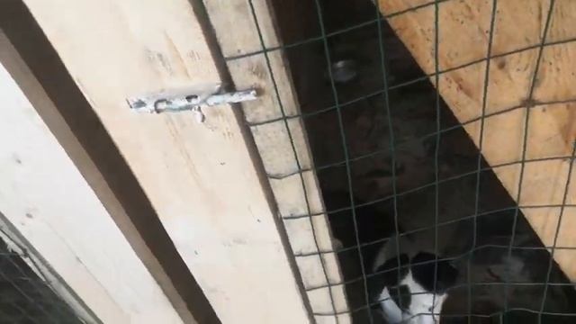 Приручили зверей-теперь ответственные за бродячих зверей. Я не приручал - к ним не отношусь! смотреть онлайн