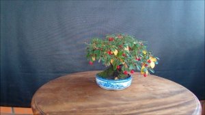 Бонсай Кизильник  Даммера  Bonsai Cotoneaster Dammeri Dummer 's Dogwood 2 ролика осень 2022 год