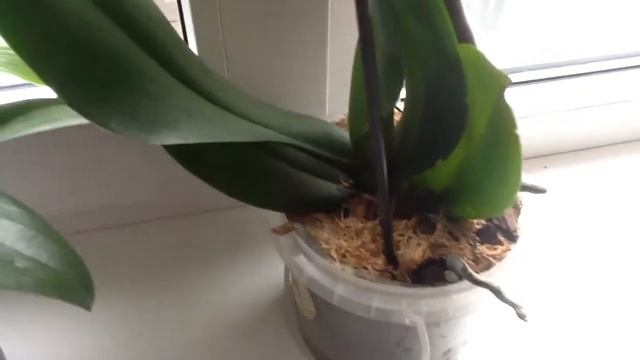 Когда и как обрезать цветоносы у орхидеи Фаленопсис. смотреть онлайн