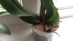 Когда и как обрезать цветоносы у орхидеи Фаленопсис.