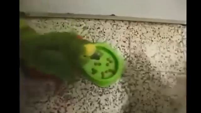 Попугай хам и справедливый кот смотреть онлайн