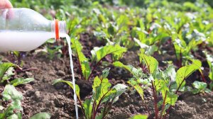 Свекла будет крупная и сладкая если полить ее этим раствором в июне-июле! Чем подкормить свеклу?