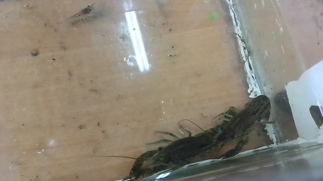 Мраморный рак или рак девушка, кто он такой и чем опасен если попадет в наши местные водоемы. смотреть онлайн