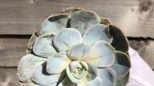 Echeveria Blue Surprise Variegated