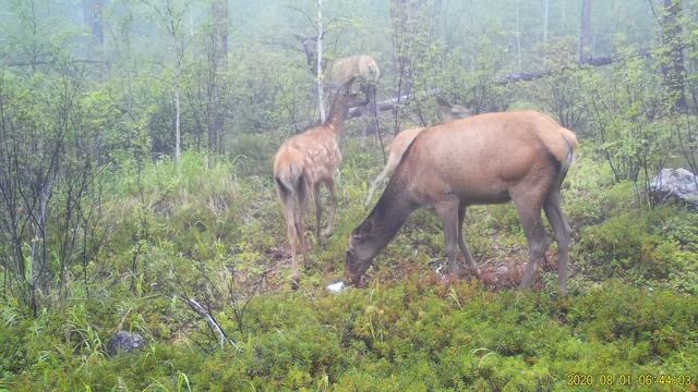 Семья благородных оленей, видео с фотоловушки смотреть онлайн
