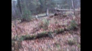 Охота на лося с лайкой. У солонца.Охота как она есть