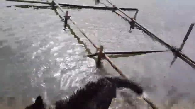 Хаска в первые увидела озеро где много воды