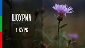 ДО12 Журавлев шоурил 1 семестр