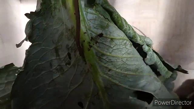 чтобы куры неслись и зимой буду давать им это так!