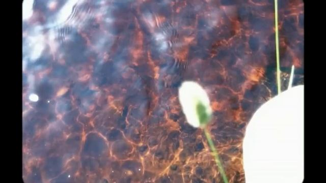 Падаль / на стихи Шарля Бодлера