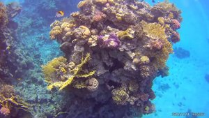 REEF OASIS BEACH RESORT - ШАРМ-ЭЛЬ-ШЕЙХ