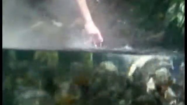 ТАКОГО ВЫ НЕ ВИДЕЛИ - ПИРАНЬИ ЖРУТ МЯСО! смотреть онлайн