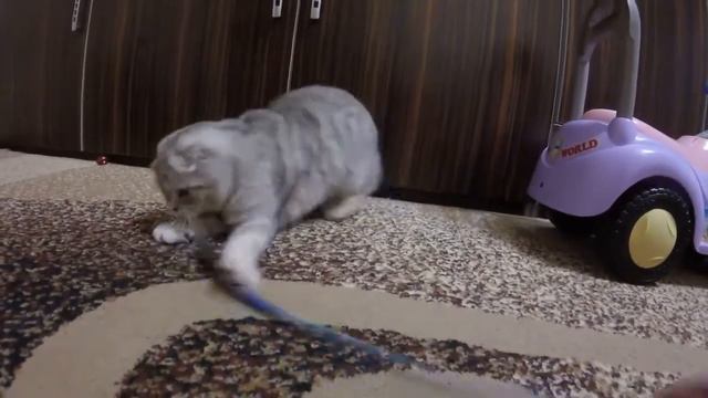Играем с Кошкой Перьями от Голубей (пахнут птицей) 😻 Шотландская Вислоухая Кошка Хлоя Бесится 🐱