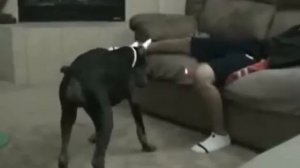 Собака укусила за яйца /dog bites