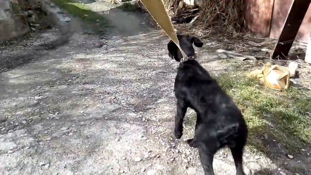 п-к Роман-Кош.Питомник Роман-Кош Цирцея. Пуля 5мес. дочь Роман- Кош Урсола и Флорис. Сочи 31.03.21г смотреть онлайн