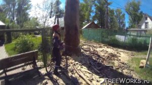Спил больших сухих деревьев частями Felling a big dead tree in Russia