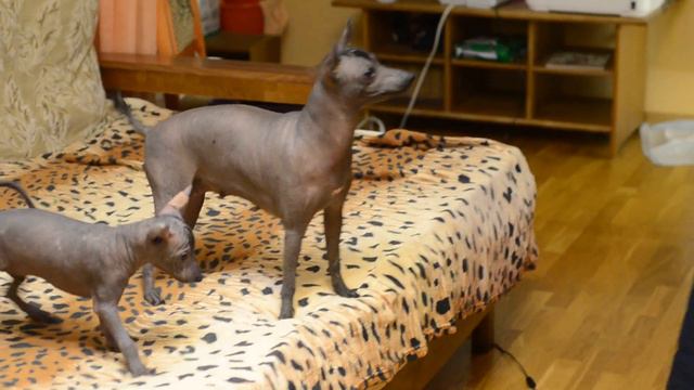 DSC 7208 смотреть онлайн