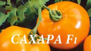 Семена томатов.Получаем сами.Гибриды F1 и F2,традиционные сорта.Чем отличаются,какие семена берем.