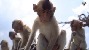 Остров обезьян. Сезон 2018 - 19. Мир изнутри от нашей творческой команды