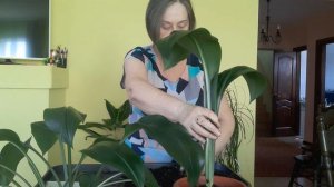 Эухарис от чего зависит цветение. Любовь Скороходова