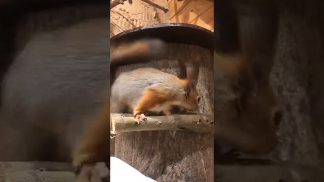 Дуплянка для белки по имени Белла. смотреть онлайн