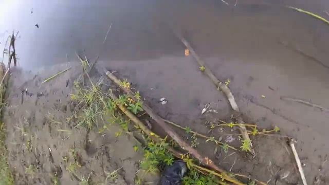 Прикольная утренняя рыбалка. Голавль на лягушку. Рыбалка на спиннинг))))) смотреть онлайн