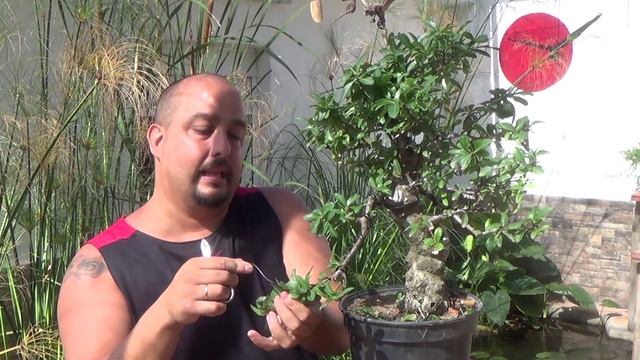 Primer modelado Pyracantha coccinea смотреть онлайн