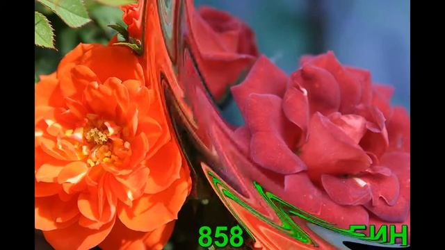 Миниатюрные розы. РОЗЫ ОТ ТАТЬЯНЫ. смотреть онлайн