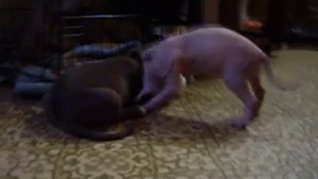 P4060002 смотреть онлайн