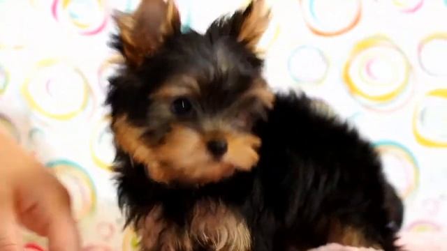 Йоркширский терьер, щенок, мальчик мини, д.р. 2602 смотреть онлайн