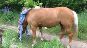 Как залезть на лошадь без седла?