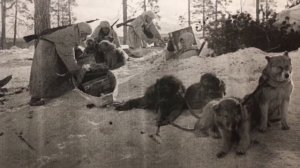 Собаки-санитары участники ВОВ. Часть 2. Читаем для детей.