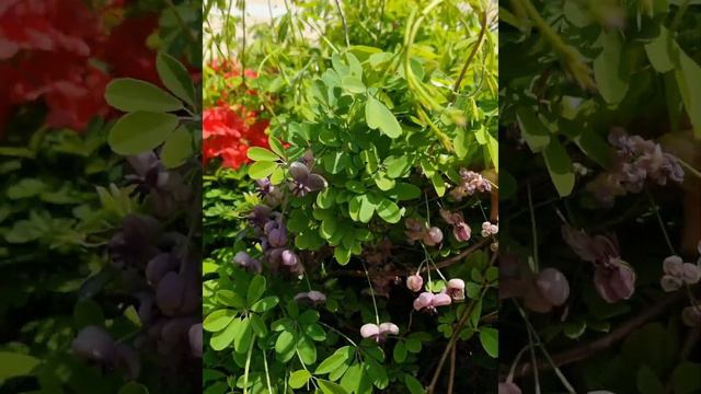 으름꽃이 조랑조랑 смотреть онлайн