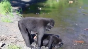 Приколы с животными! Самые смешные спаривания животных! Funniest Animals