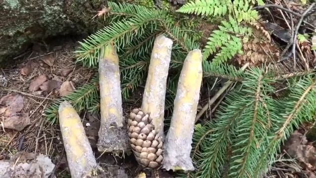 Земляные - лесные свечи от мастера магических свечей - Аники смотреть онлайн