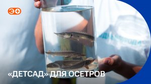 Осетры-гиганты в российских реках? Что происходит на экспериментальном рыбоводном заводе в Сибири