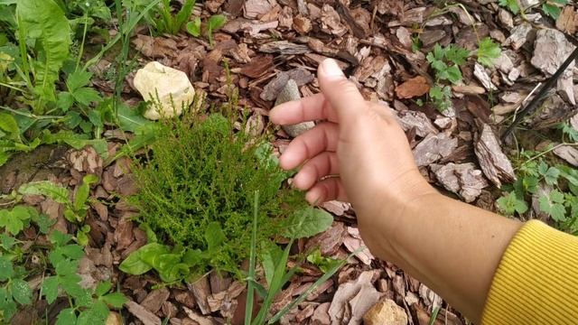 Показываю свою клумбу которую сделала 2 недели назад смотреть онлайн