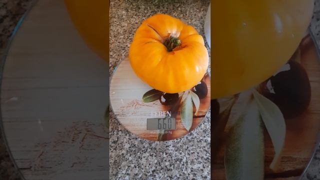 Урожайный и очень вкусный томат Загадка природы.