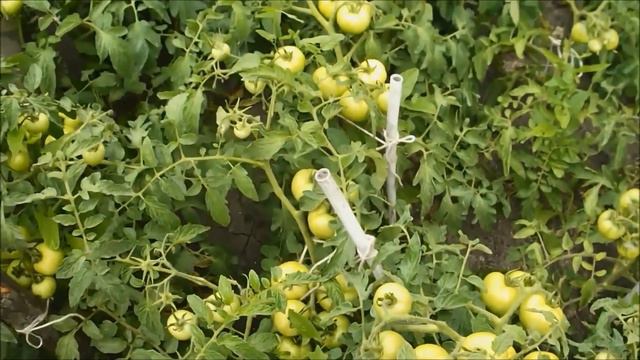 Как вырастить помидоры смотреть онлайн