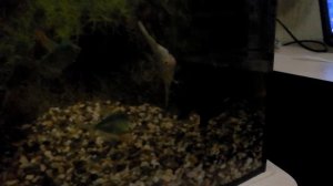 Скалярия гоняет своих родичей по аквариуму.