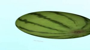 широкий арбуз крутится