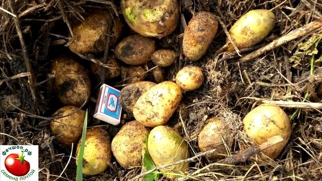 Лучшие сорта рассыпчатого картофеля для посадки. Продолжение.