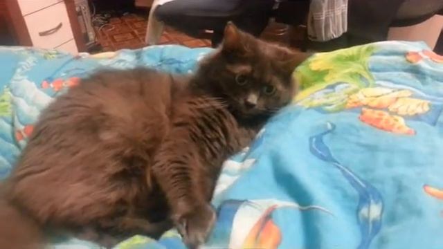 Кот танцует Cat fun смотреть онлайн