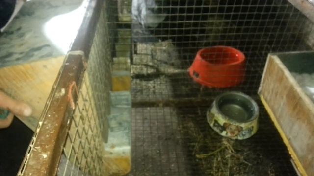 САМАЯ ЛУЧШАЯ В МИРЕ КОРМУШКА ДЛЯ КРОЛИКОВ!!!!!! смотреть онлайн