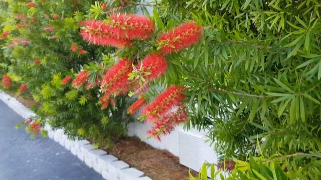 Destin Florida USA vacation-Дестин Флорида США. 16 июня 2020 г. смотреть онлайн