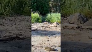 Рыбалка на реке Умба. Отвлечемся: Белое море.