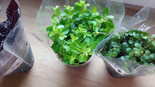 Vlog tygodniowy  * nagroda z programu Witamy Oriflame 🎁 * zamówienie z AVON * rośliny z biedronki🪴 смотреть онлайн