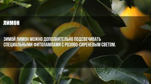 Какие экзотические плоды можно вырастить дома?