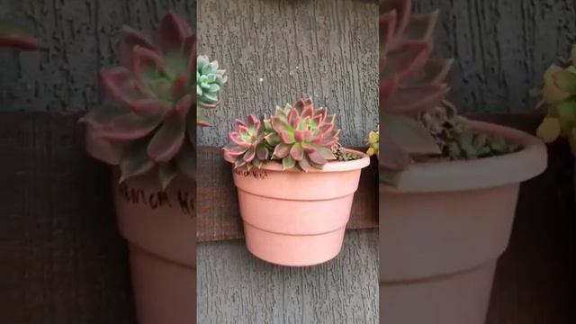 #succulent #plant #cactuscollector #gardening #succulents #garden #cactusnursery #cactus #flower смотреть онлайн