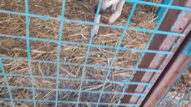 25.01.2023 г. Кинологи в приюте для бездомных животных Лисёна.